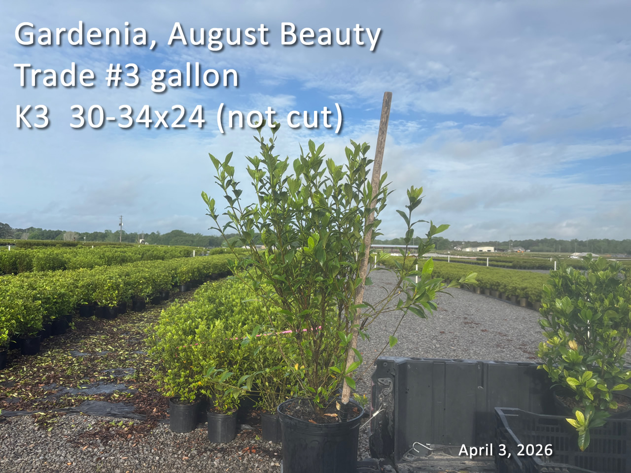 gallery/gab3t uncut k3 apr3.jpg